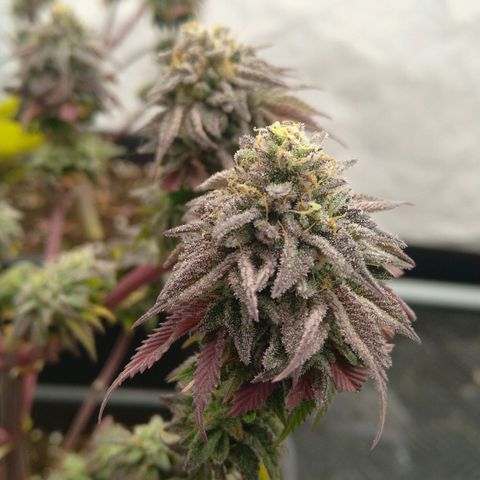 Special kush#1 growlog timeline photo