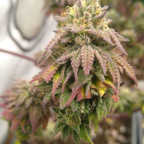 Special kush#1 growlog timeline photo
