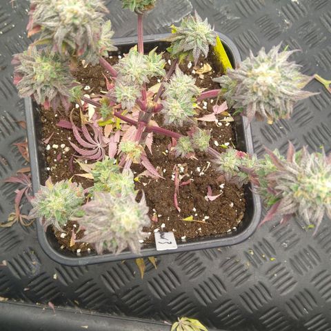 Special kush#1 growlog timeline photo