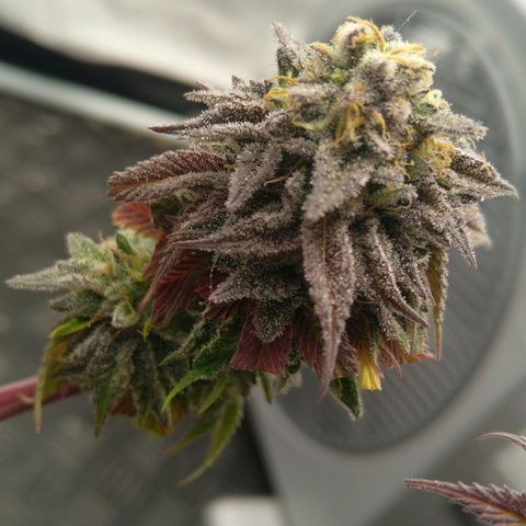 Special kush#1 growlog timeline photo