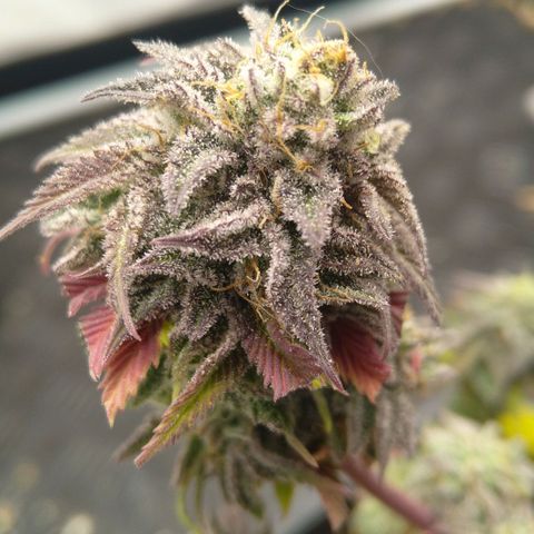 Special kush#1 growlog timeline photo