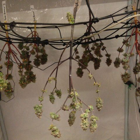 Special kush#1 growlog timeline photo