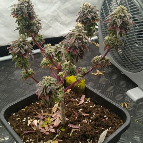 Special kush#1 growlog timeline photo