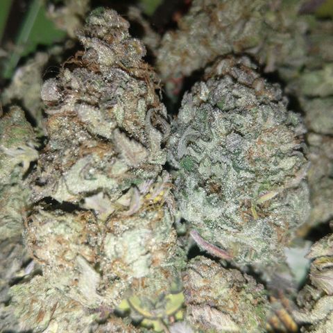 Special kush#1 growlog timeline photo
