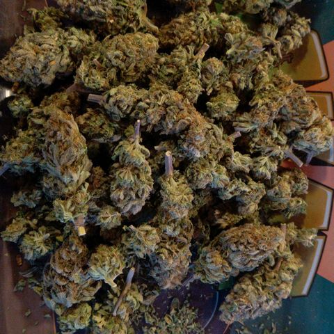 Special kush#1 growlog timeline photo