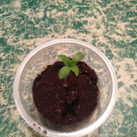 Auto AK growlog timeline photo