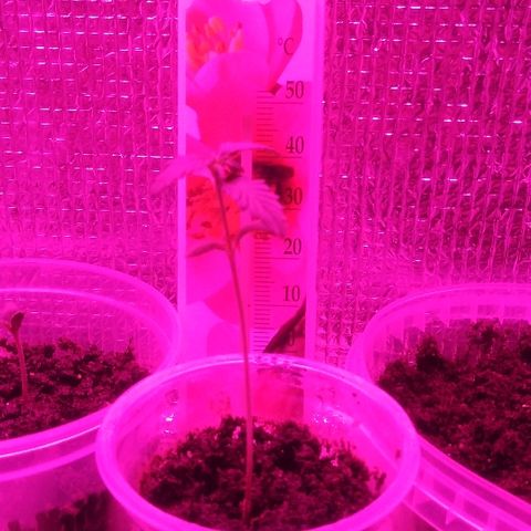 Auto AK growlog timeline photo