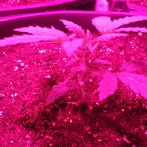 Auto AK growlog timeline photo