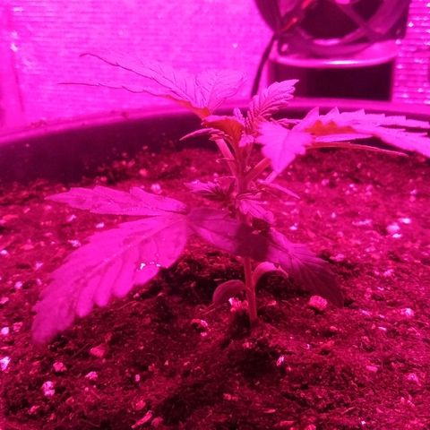 Auto AK growlog timeline photo