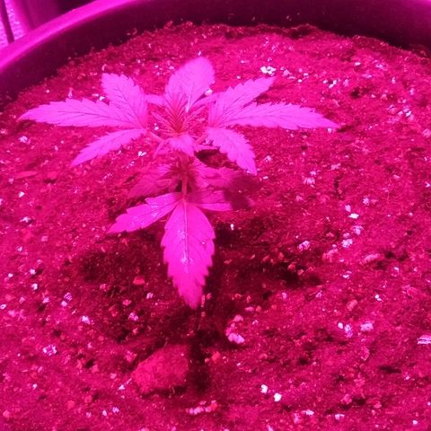 Auto AK growlog timeline photo
