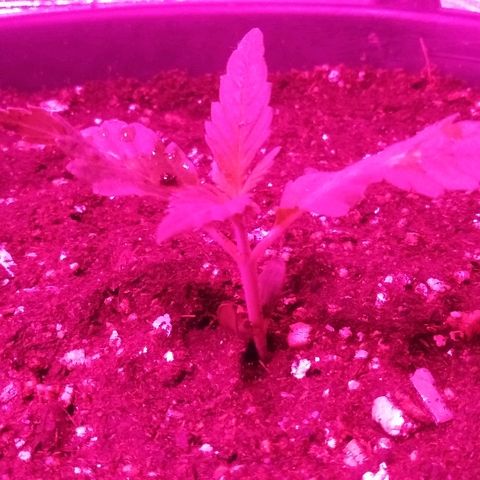 White Widow growlog timeline photo