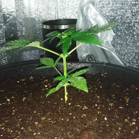 Auto AK growlog timeline photo