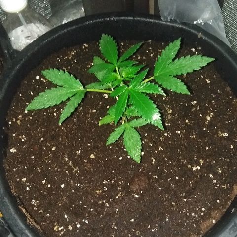 Auto AK growlog timeline photo