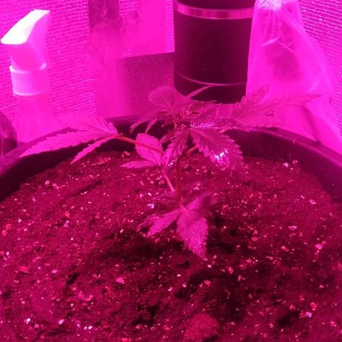 Auto AK growlog timeline photo
