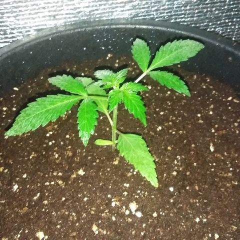 Auto AK growlog timeline photo