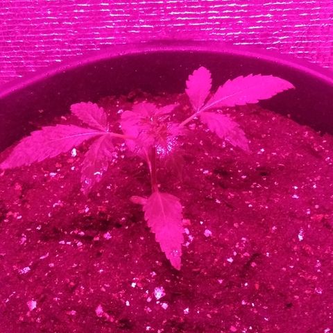 Auto AK growlog timeline photo