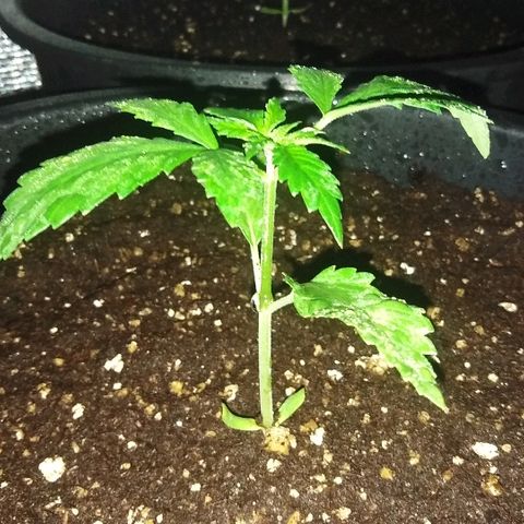 White Widow growlog timeline photo