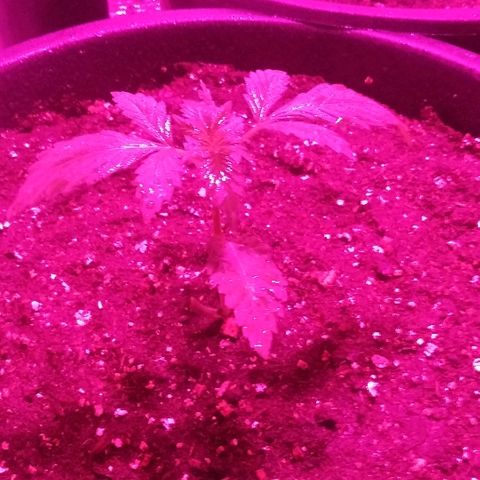White Widow growlog timeline photo
