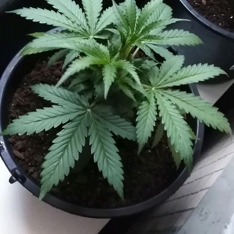 Auto AK growlog timeline photo