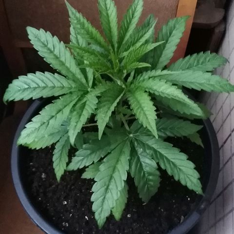 White Widow growlog timeline photo
