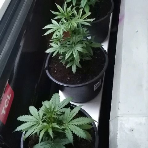 Auto AK growlog timeline photo