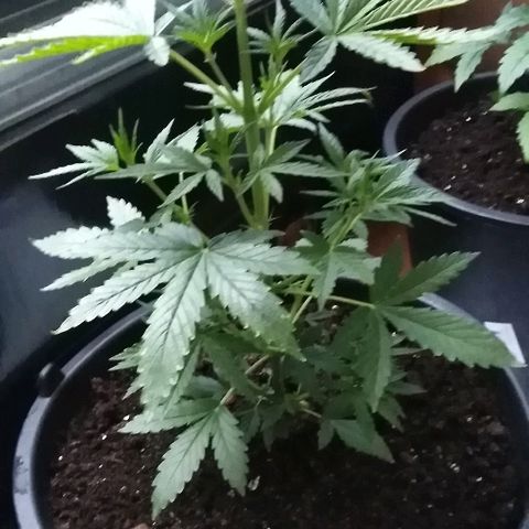 Auto AK growlog timeline photo