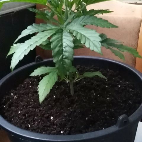 White Widow growlog timeline photo