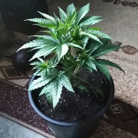 White Widow growlog timeline photo