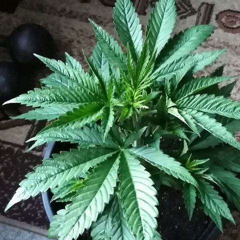 White Widow growlog timeline photo