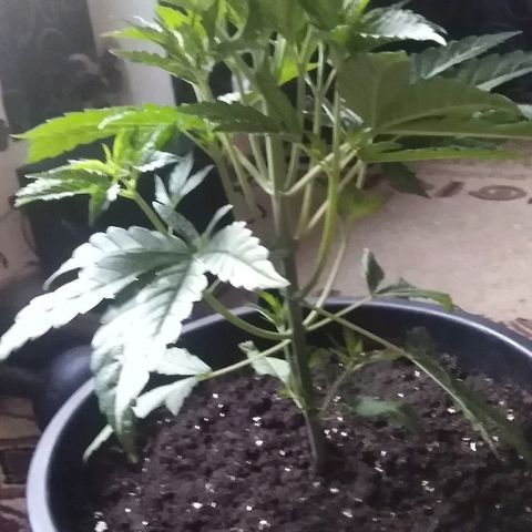 White Widow growlog timeline photo