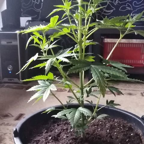 Auto AK growlog timeline photo