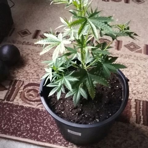 Auto AK growlog timeline photo