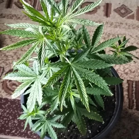 Auto AK growlog timeline photo