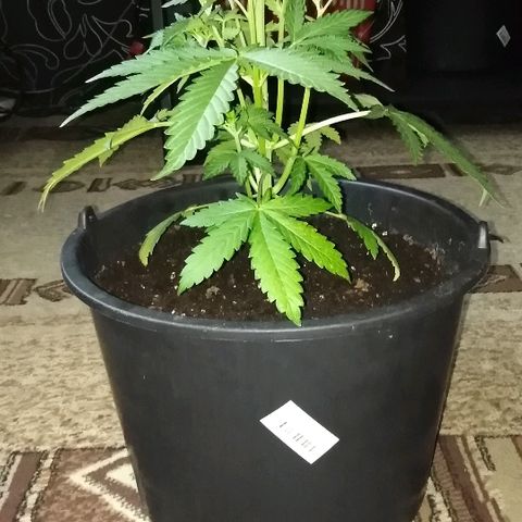 Auto AK growlog timeline photo