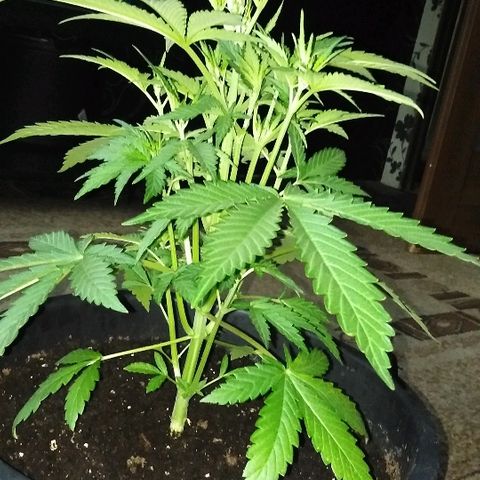 Auto AK growlog timeline photo