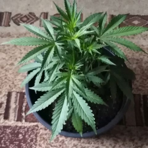 Auto AK growlog timeline photo