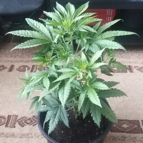 White Widow growlog photo: Высота: 45 см. 