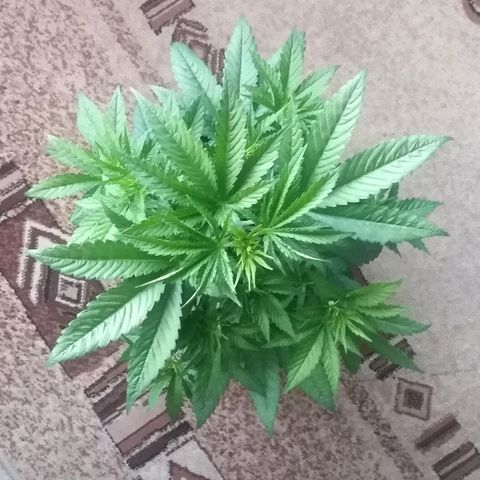 White Widow growlog photo: Высота: 45 см. 