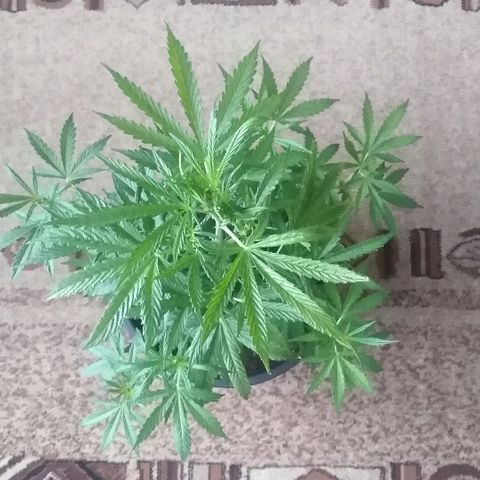 Auto AK growlog photo: Высота: 60 см. 