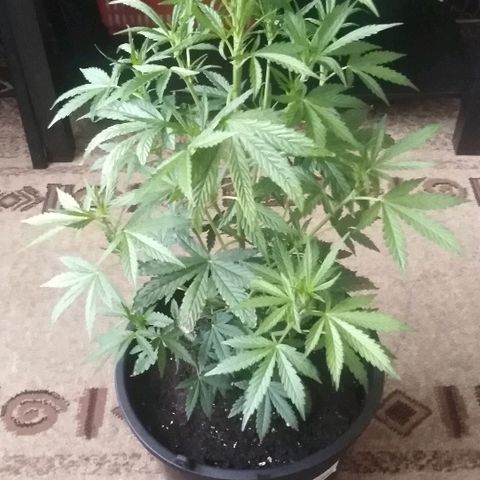 Auto AK growlog photo: Высота: 60 см. 