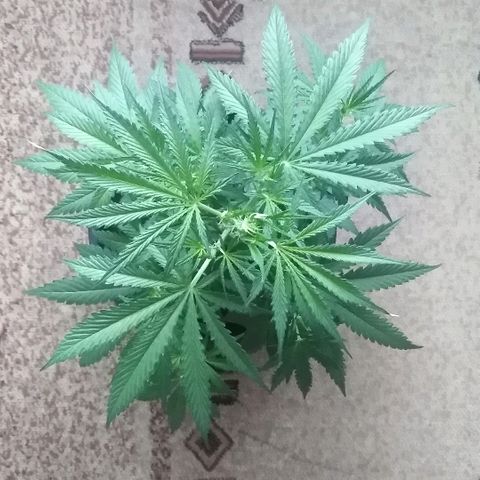 Auto AK growlog photo: Высота: 56 см. 