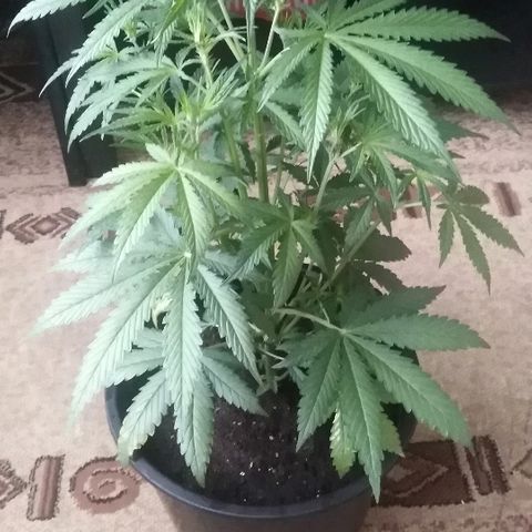 Auto AK growlog photo: Высота: 56 см. 