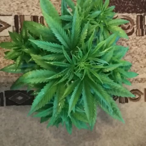 White Widow growlog timeline photo