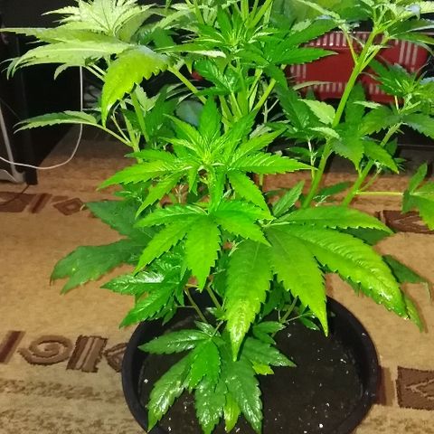 White Widow growlog timeline photo