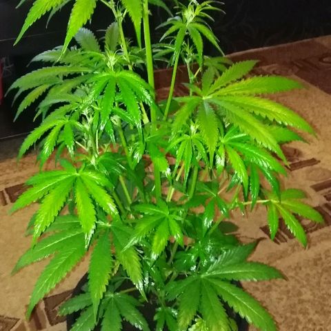 Auto AK growlog timeline photo