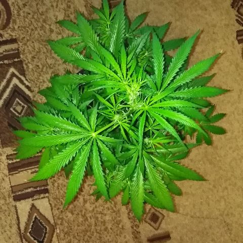Auto AK growlog timeline photo