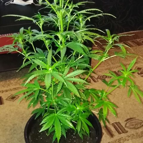 Auto AK growlog timeline photo