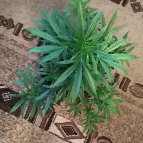 Auto AK growlog timeline photo