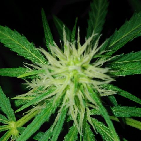 Auto AK growlog timeline photo