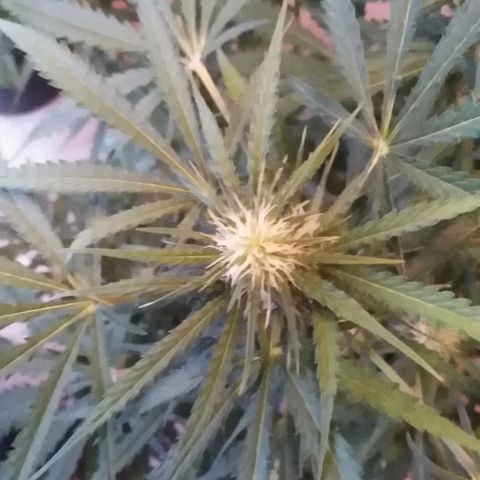 Auto AK growlog timeline photo